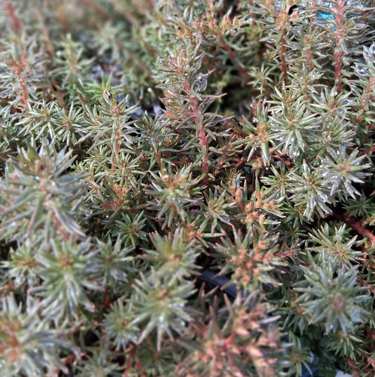 Sedum hakonense 'Chocolate Ball' - 4.5"