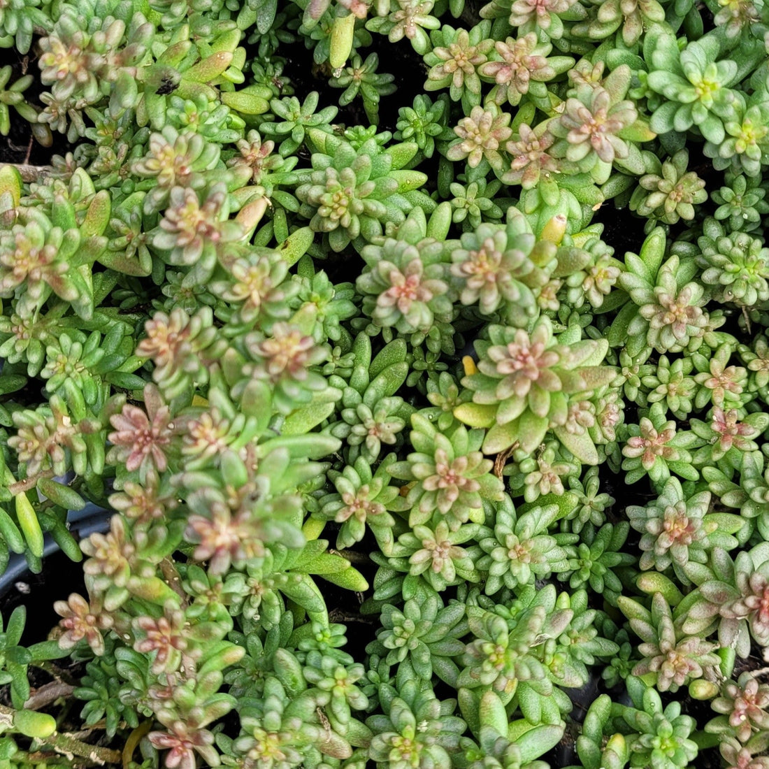 Sedum Album Coral Carpet 45 Evergreen Nursery Inc