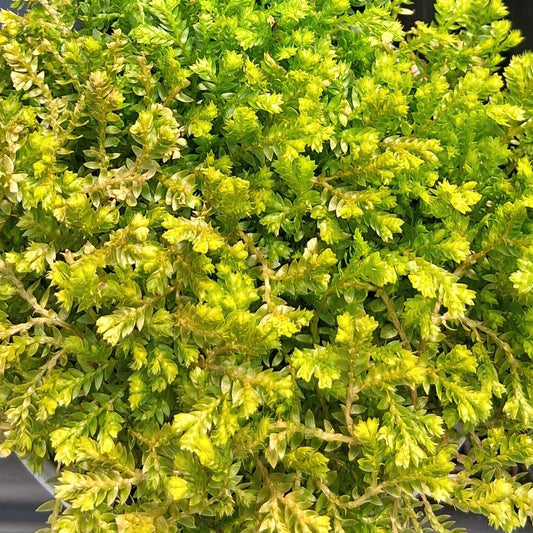 Selaginella kraussiana 'Gold Tips' - 4.5"