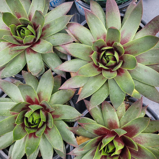 Sempervivum Supersemp® 'Emerald' - 4.5"