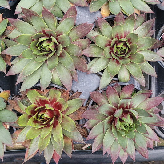 Sempervivum Supersemp® 'Fire Quartz' - 4.5"