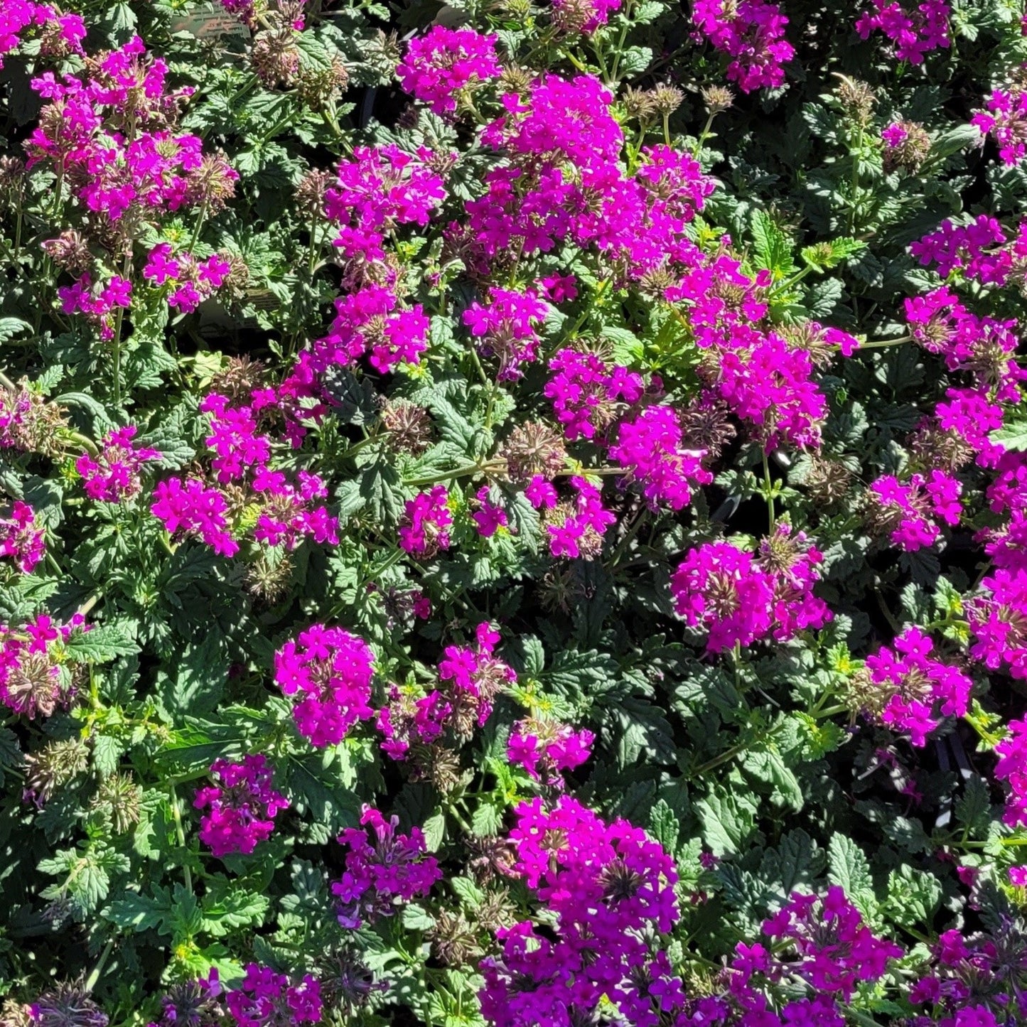 Verbena x 'Homestead Hot Pink'  PP34360 - #1