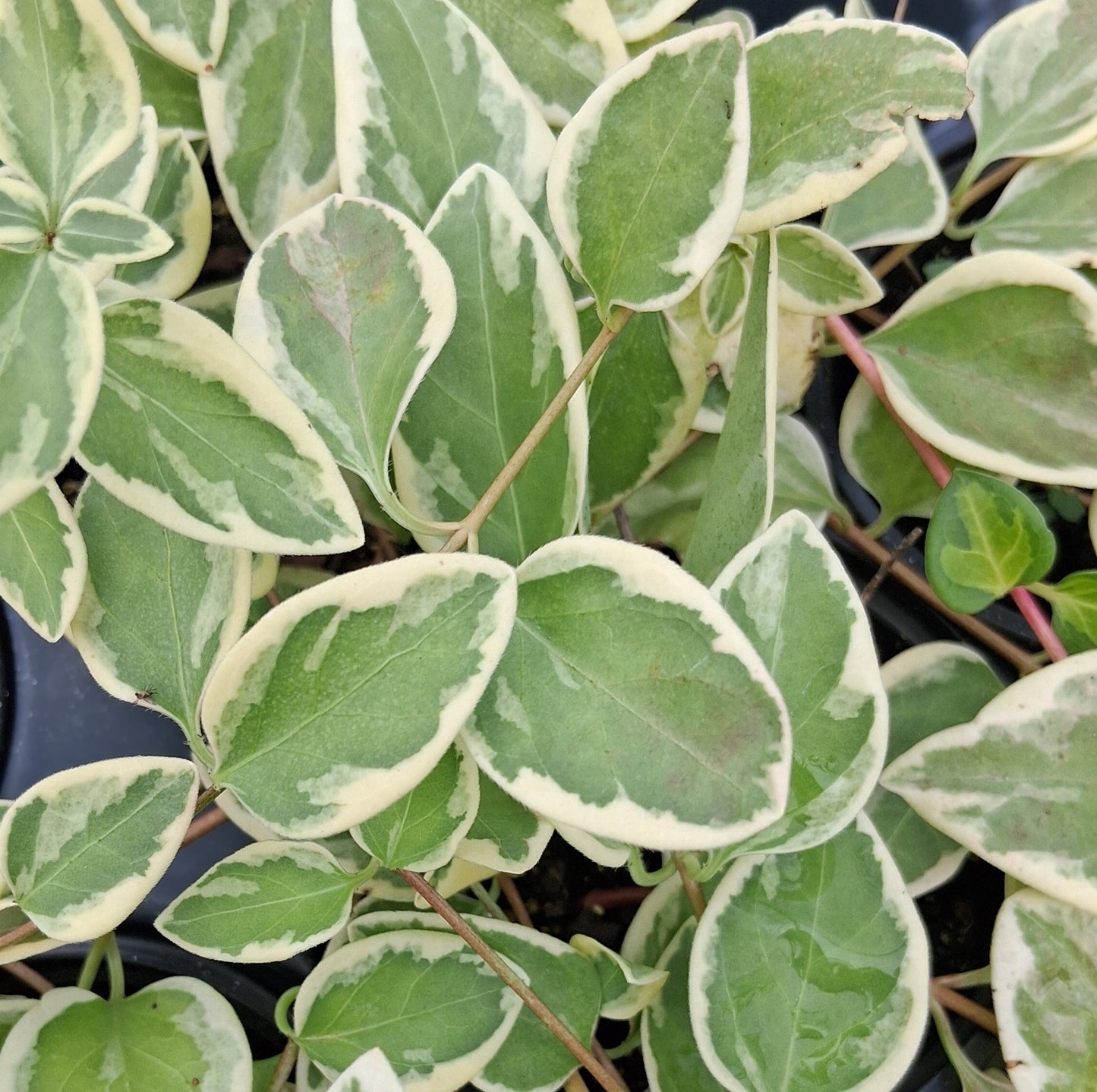 Vinca major 'Expoflora - 4"R