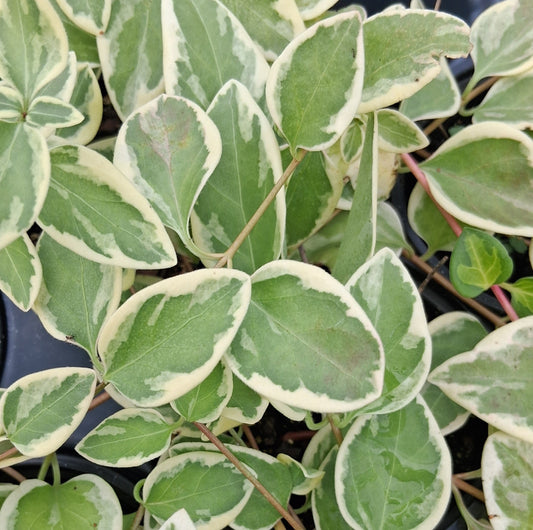 Vinca major 'Expoflora - 4"R
