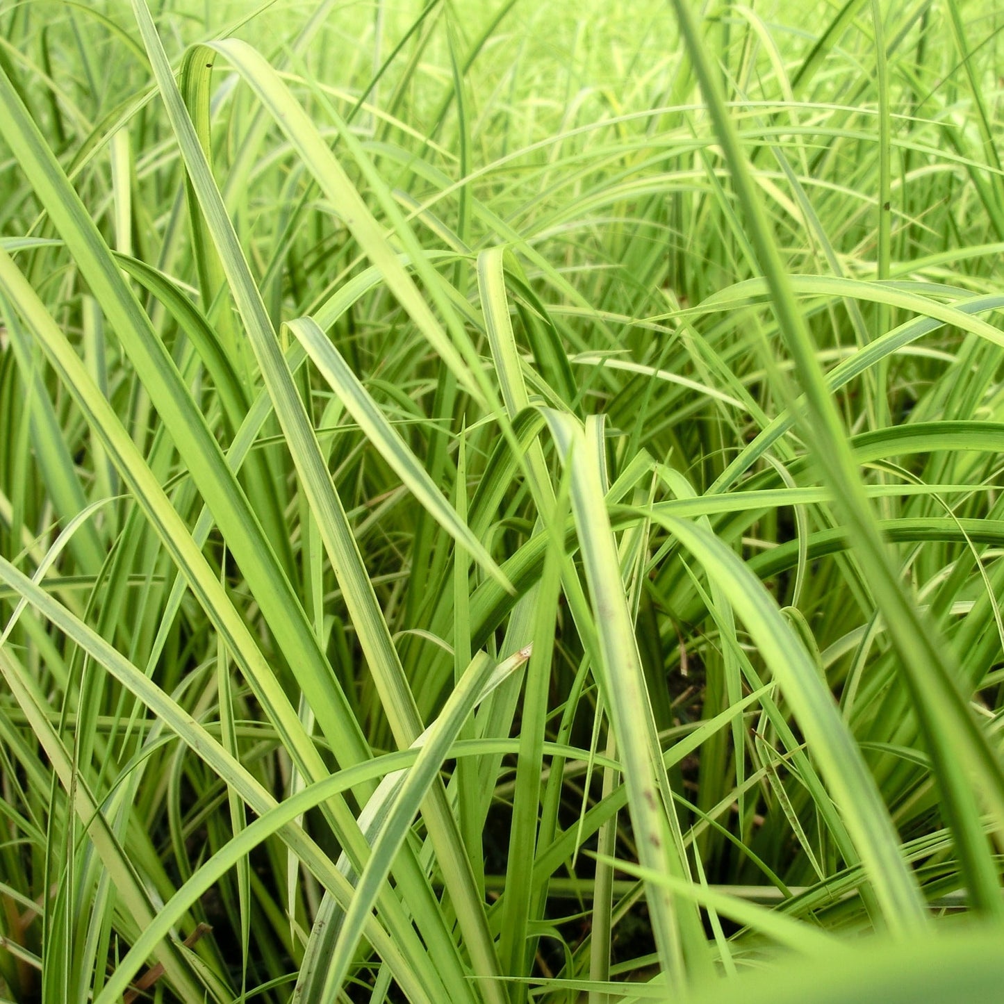 Grass: Acorus gramineus 'Ogon' - 3.5"