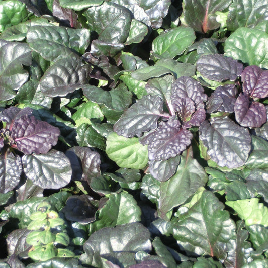 Ajuga reptans 'Catlins Giant' - 4"R