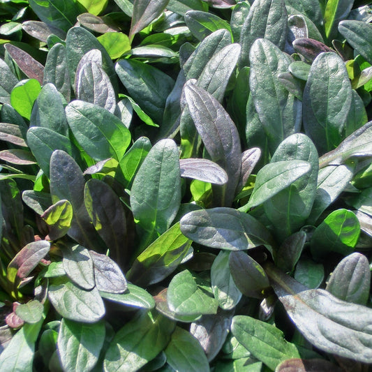 Ajuga reptans 'Chocolate Chip' - 3.5"