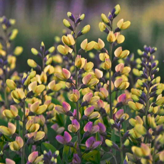 Baptisia Decadence™ 'Pink Lemonade' PP30669 PW® - #1