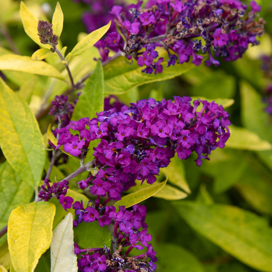 Buddleia Humdinger® 'Gold Drop' PP34266 - #1