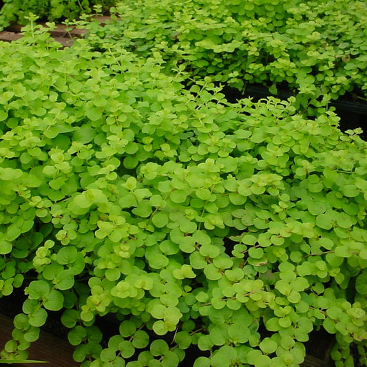 Lysimachia nummularia 'Aurea'  Creeping Jenny - 4.5"