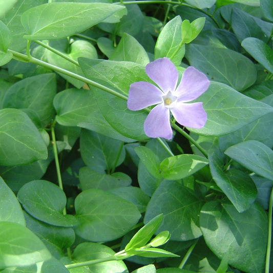 Vinca major Large Leaf Periwinkle - 3.5"