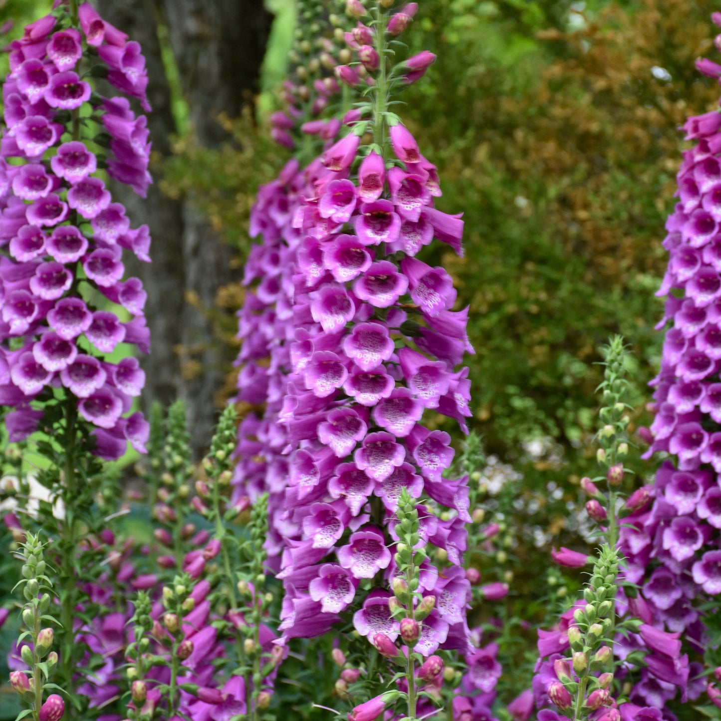 Digitalis purpurea 'Dalmatian Purple' Foxglove - Qt.