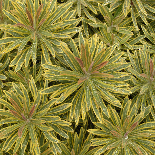 Euphorbia x martini 'Ascot Rainbow' PP20401 - Qt.