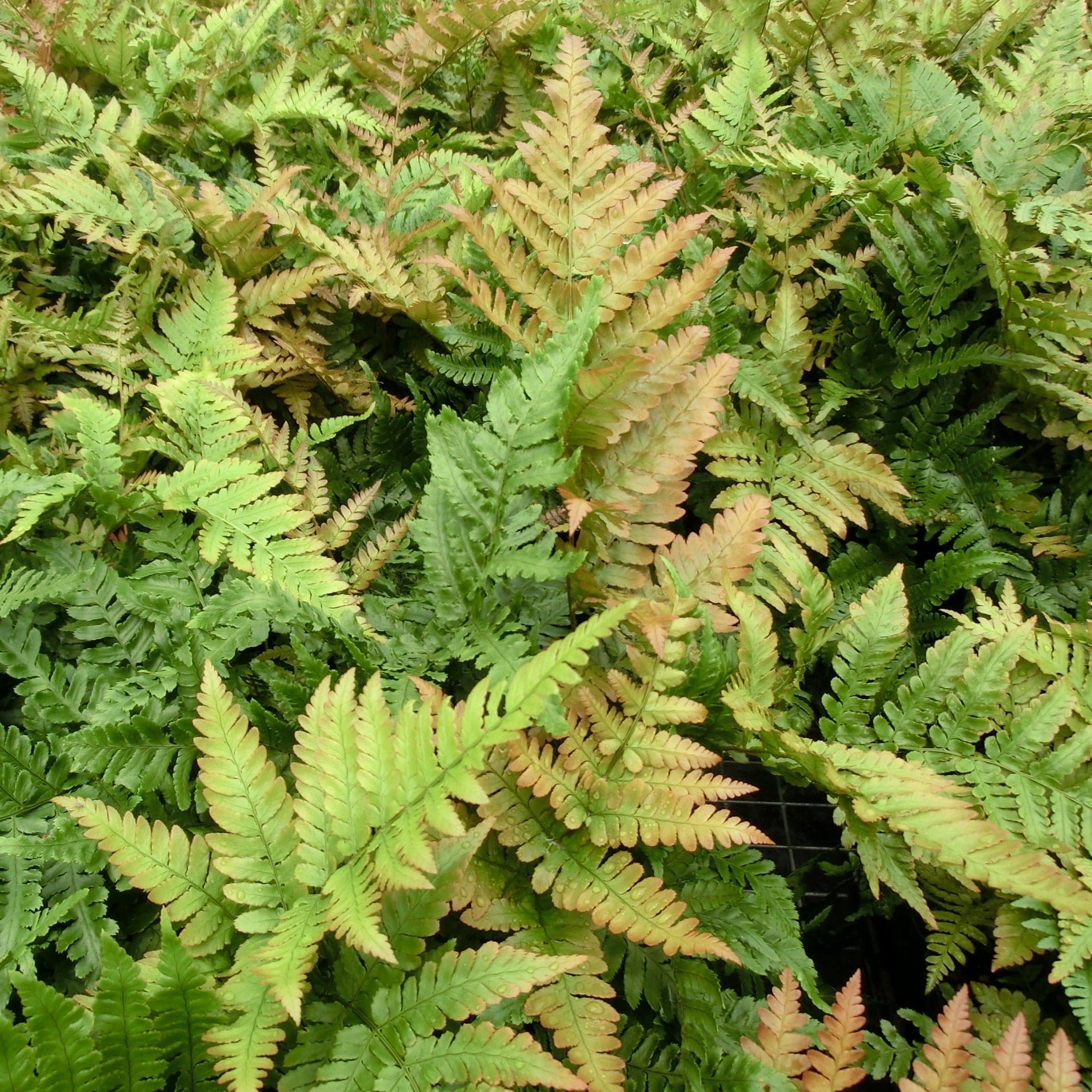 Fern: Dryopteris erythrosora Autumn Fern - Qt. – Evergreen Nursery, Inc.