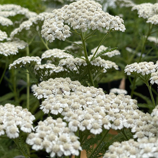 Achillea New Vintage™ Series 'White' PP25711 Yarrow - #1