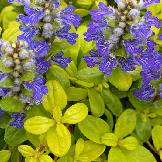 Ajuga Feathered Friends™ 'Cordial Canary' PPAF - Qt.