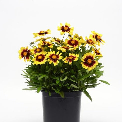 Coreopsis hybrida 'Uptick Yellow and Red' PP28865 - #1