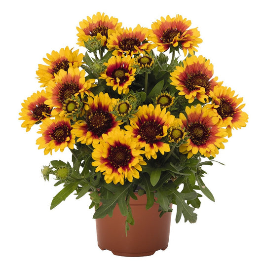 Gaillardia 'SpinTop Red Starburst'  Blanket Flower - Qt.