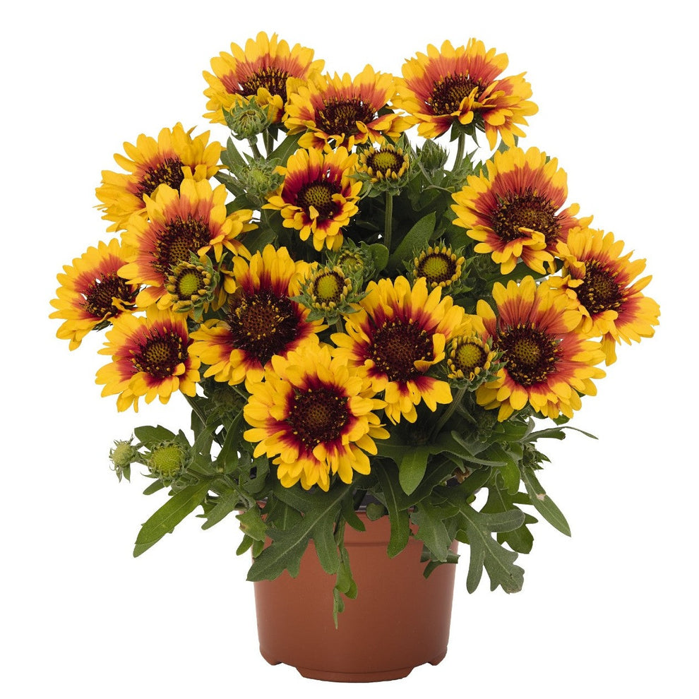 Gaillardia 'SpinTop Red Starburst' Blanket Flower Qt. Evergreen