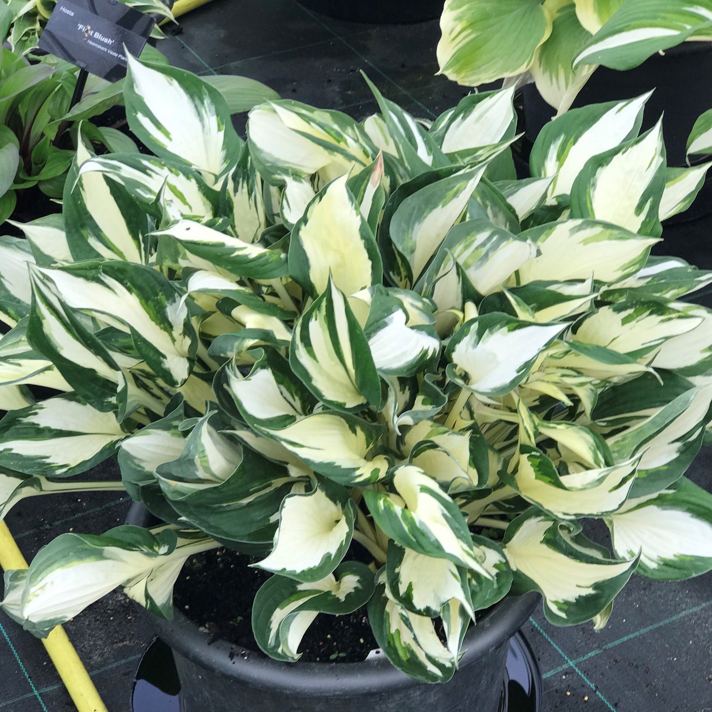 Hosta 'Fire and Ice' - #1