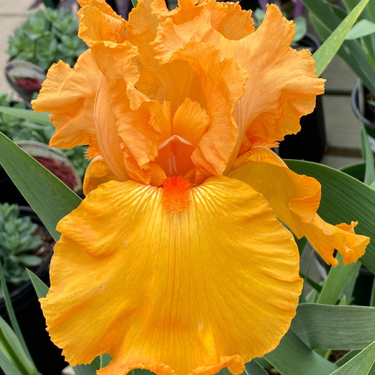 Iris germanica 'Savannah Sunset' - #1