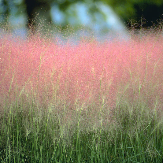 Grass: Muhlenbergia capillaris  Pink Muhly Grass - Qt.