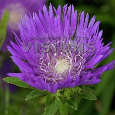 Stokesia laevis 'Honeysong Purple' - #1