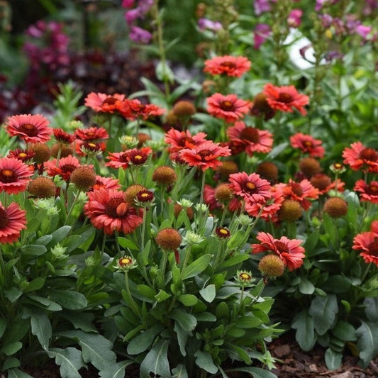 Gaillardia 'SpinTop Red'  Blanket Flower - Qt.