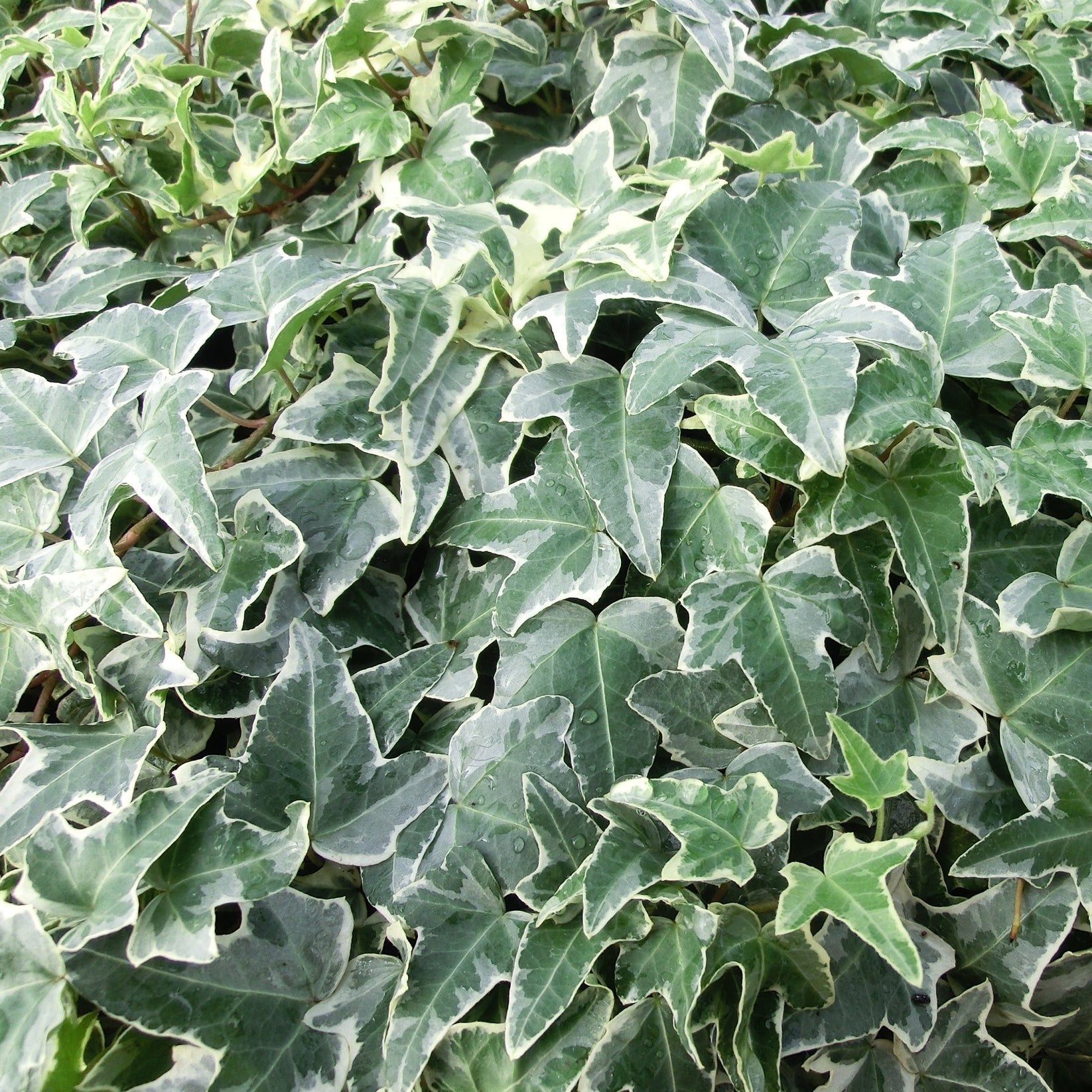 Hedera helix 'Ingelise' Ivy 4"R Evergreen Nursery, Inc.