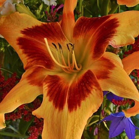 Hemerocallis Rainbow Rhythm™ 'Tiger Swirl'  PW® - #1