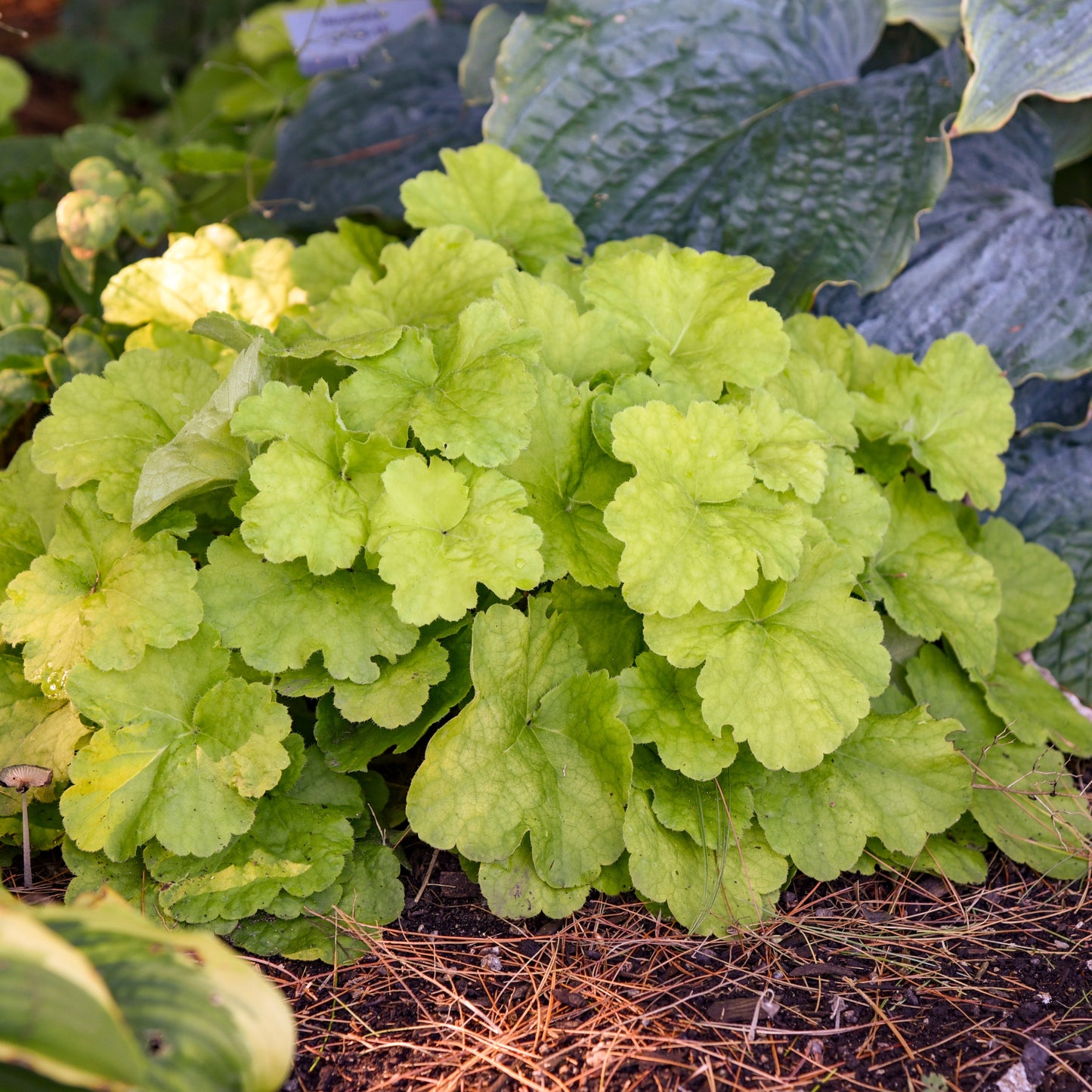 Heuchera Primo™ 'Pistachio Ambrosia'  PPAF PW® Coral Bells  - #1