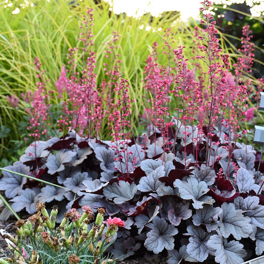 Heuchera Dolce™ 'Silver Gumdrop' PP29207 PW® Coral Bells - #1