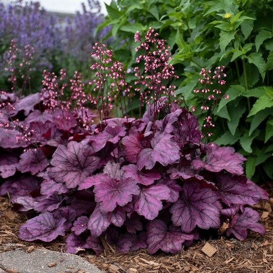 Heuchera Primo™ 'Wild Rose' PP29923 PW® Coral Bells - #1