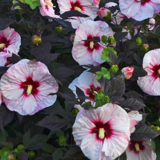 Hibiscus Summerific™ 'Perfect Storm' PP27880 PW® - #1