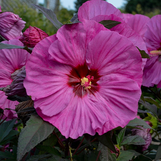 Hibiscus Summerific™ 'Berry Awesome' PP27936 PW® - #1