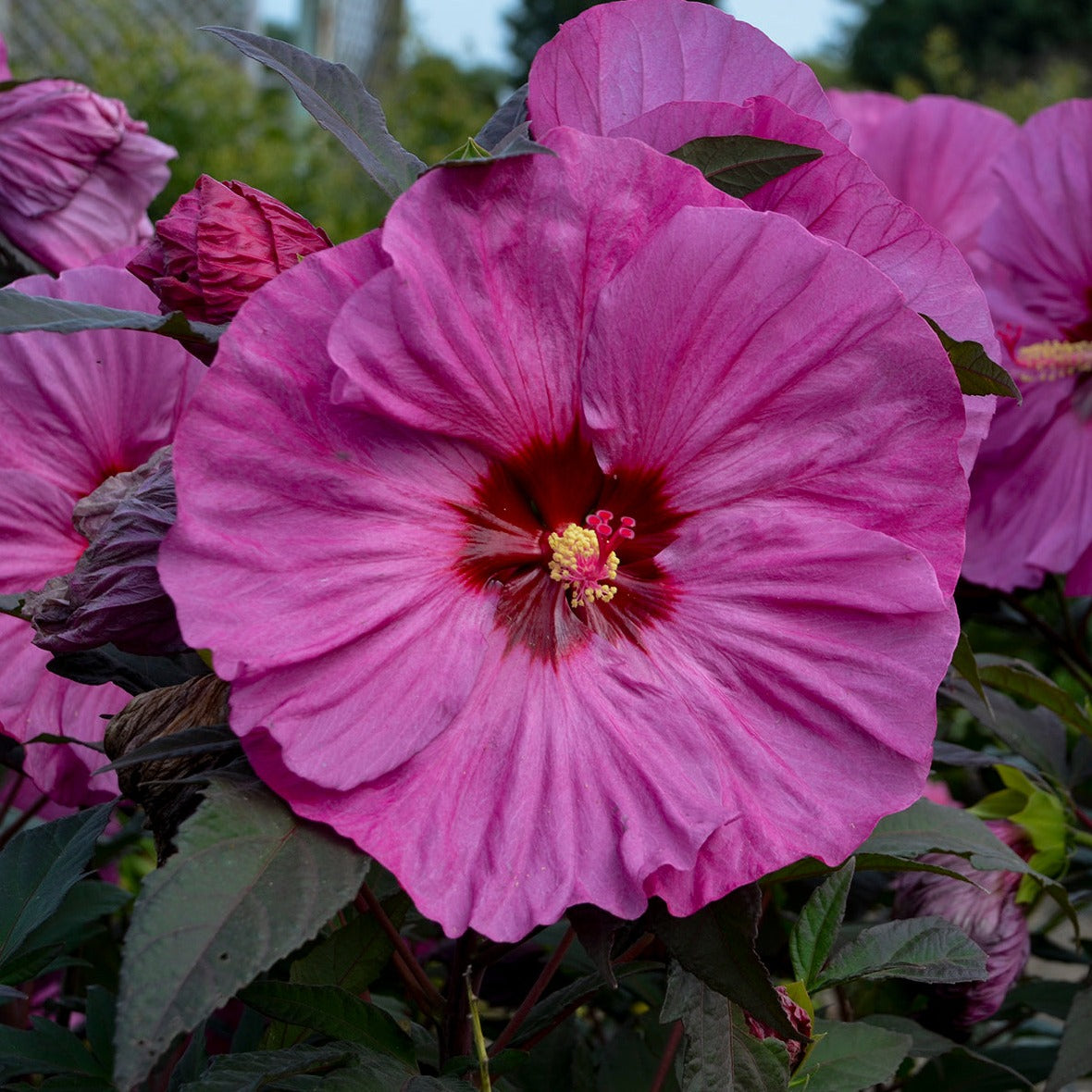 Hibiscus Summerific™ 'Berry Awesome' PP27936 PW® - #1