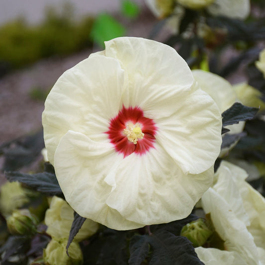 Hibiscus Summerific™ 'French Vanilla' PP33181 PW® - #1