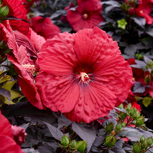 Hibiscus Summerific™ 'Holy Grail' PP31478 PW® - #1