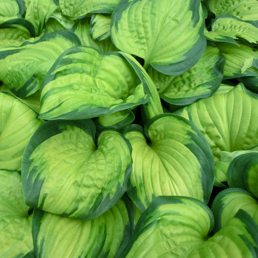 Hosta 'Stained Glass' - #1