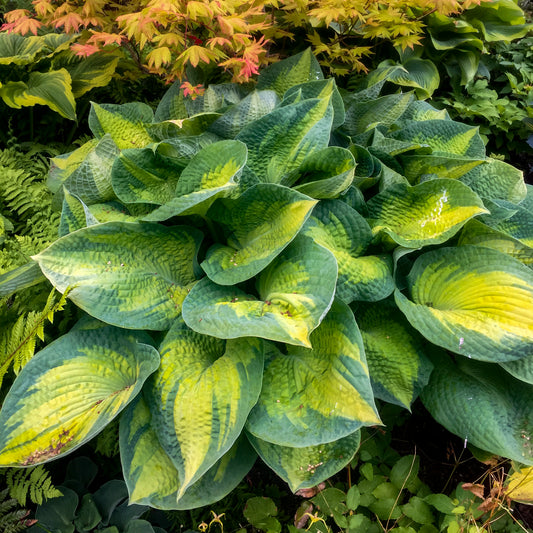 Hosta 'Brother Stefan' PPAF - #1