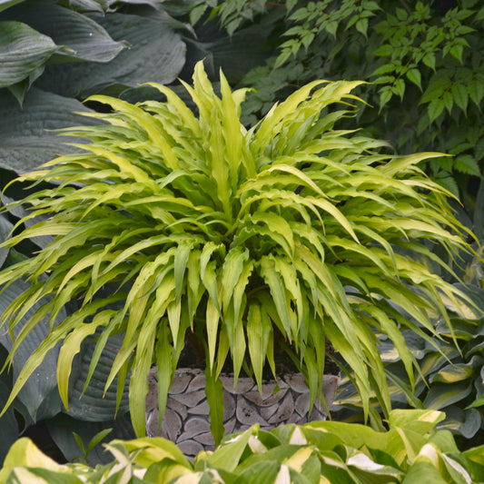 Hosta 'Curly Fries' - Qt.