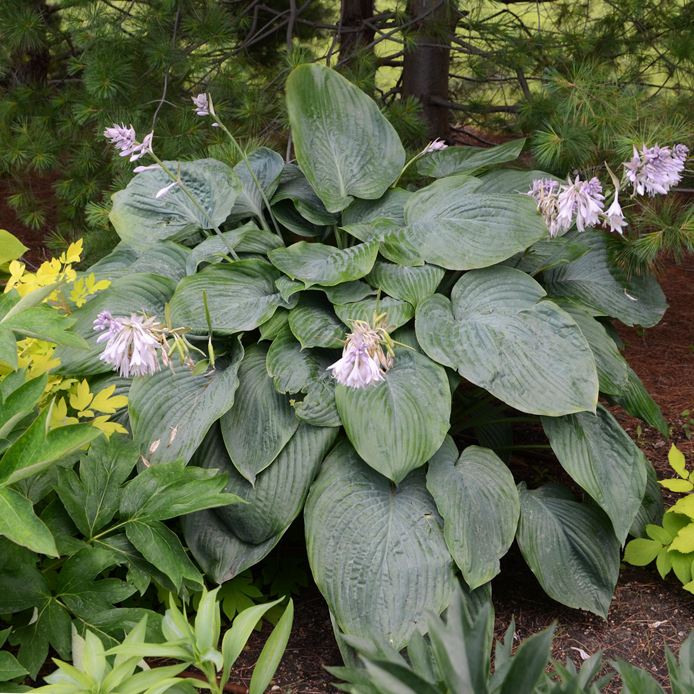 Hosta Shadowland ® Series 'Empress Wu' PP20774 PW® - #1