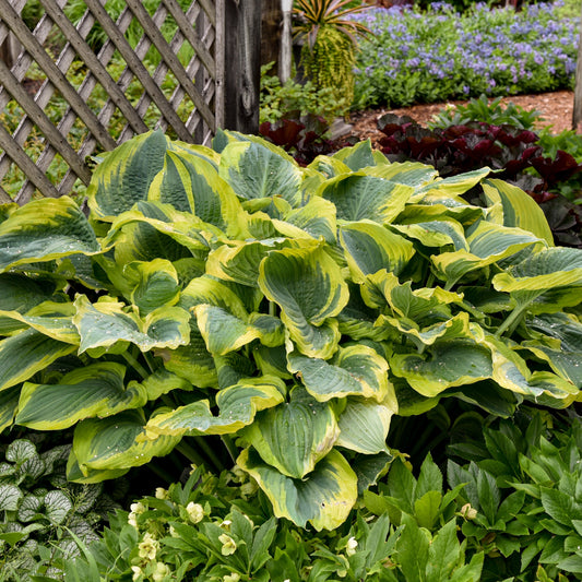 Hosta Shadowland ® Series 'Seducer' PP22413 PW® - #1