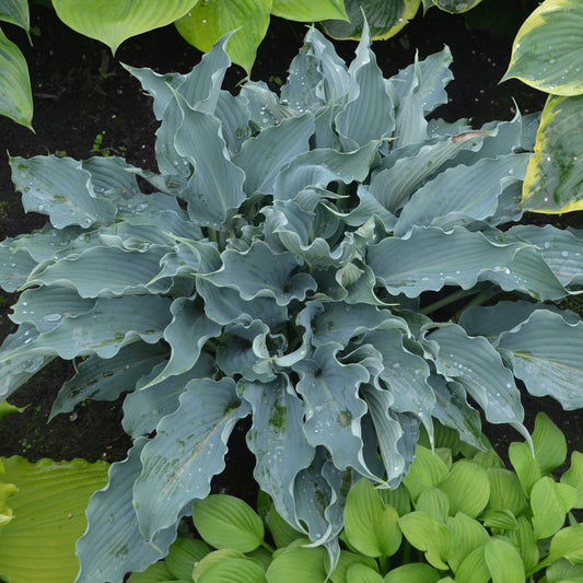 Hosta Shadowland ® Series 'Waterslide' PP30303 PW® - #1
