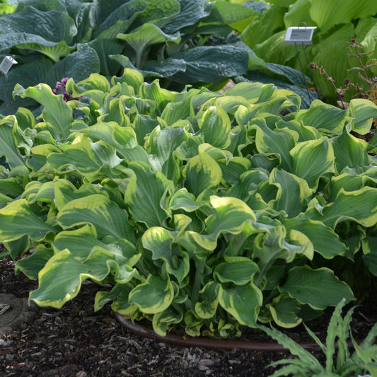 Hosta Shadowland ® Series 'Wheee!' PP23565 PW® - #1