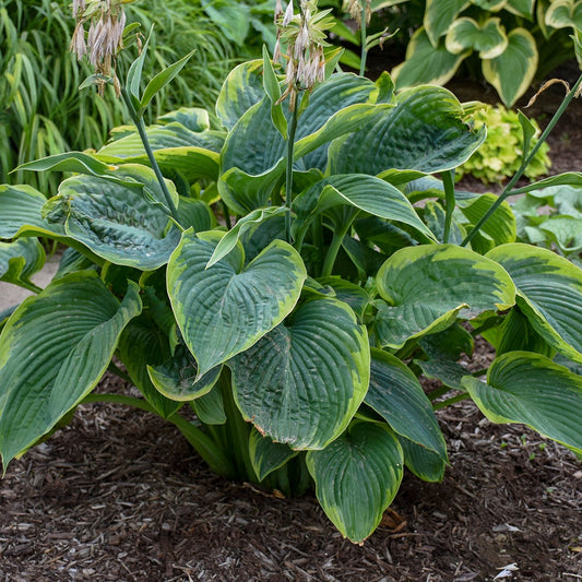 Hosta Shadowland ® Series 'Wu-La-La' PP31309 PW® - #1