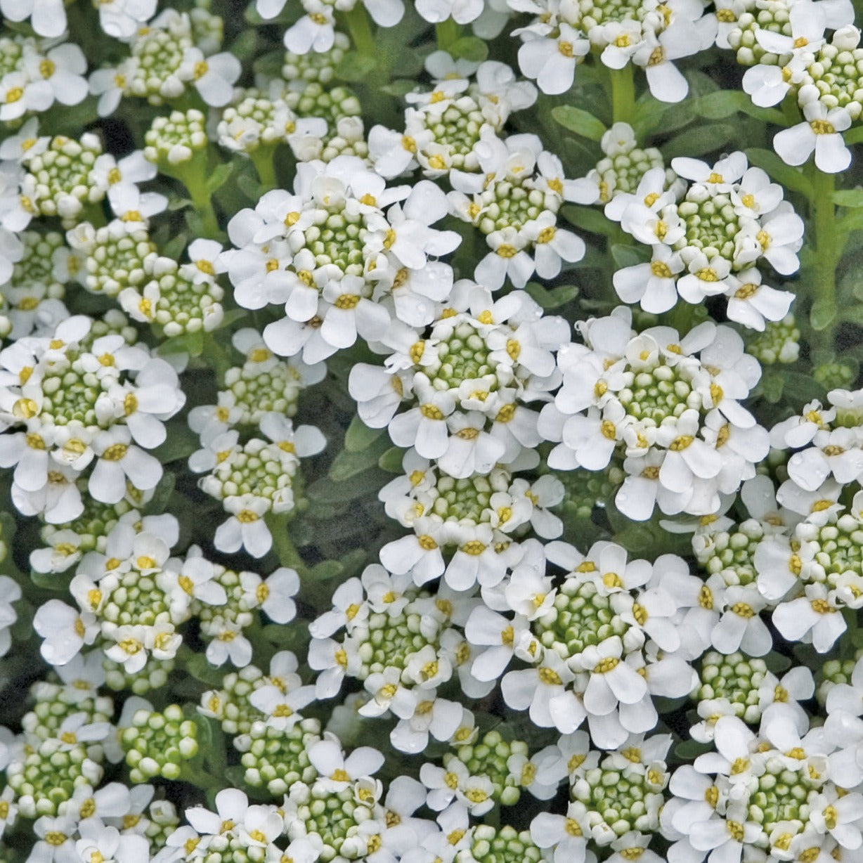 Candytuft Snowflake Iberis sempervirens 'Snowflake' Candytuft - #1 – Evergreen Nursery, Inc.
