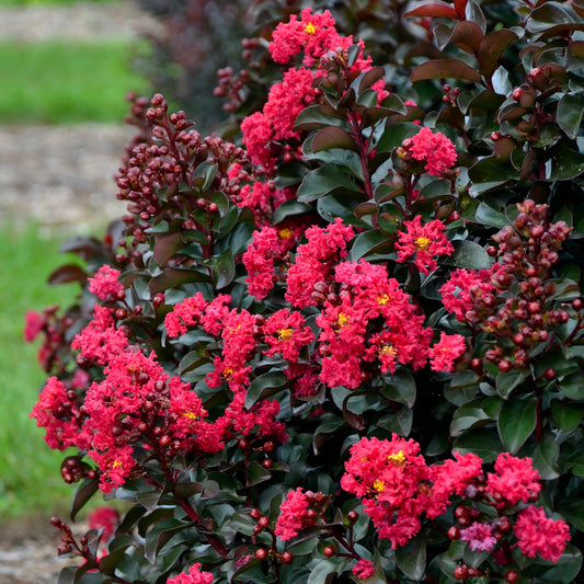 Lagerstroemia Barista® 'Cherry Mocha' PP28281 Dwarf Crapemyrtle - #1