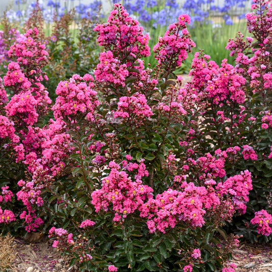 Lagerstroemia Barista® 'Dark Roast' PP32954 Dwarf Crapemyrtle - #1