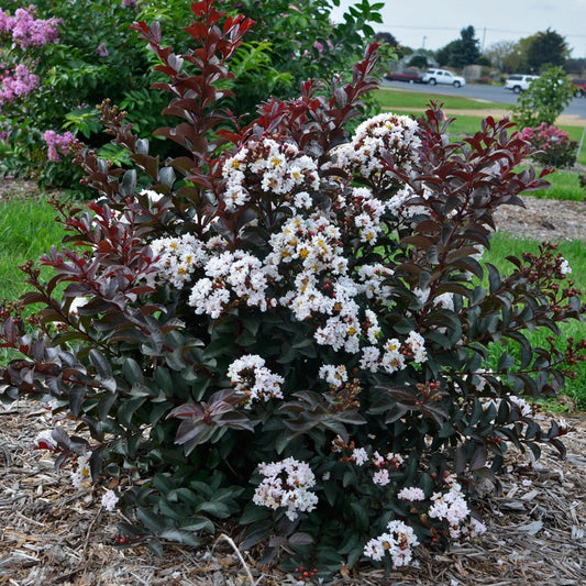 Lagerstroemia Barista® 'Like a Latte' PP28778 Dwarf Crapemyrtle - #1